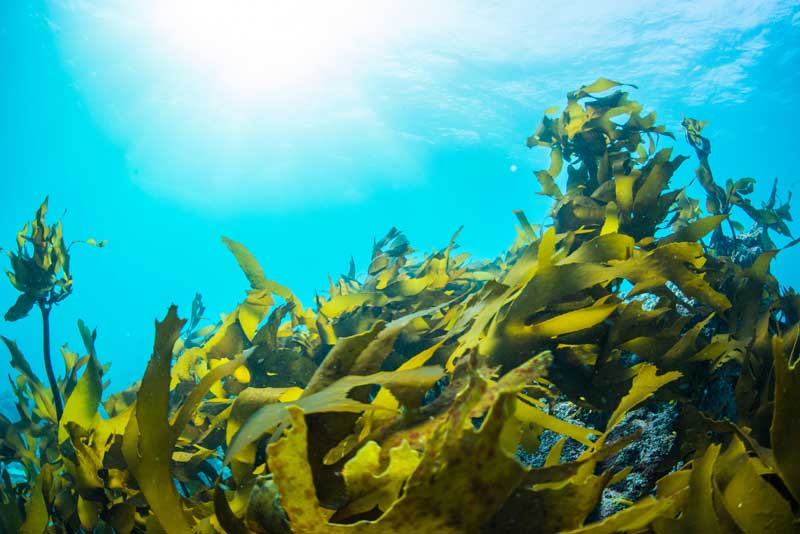 Os benefícios das Algas Marinhas para a indústria de bioplásticos
